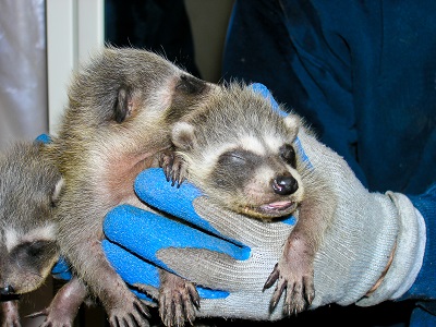Our baby rescue raccoons