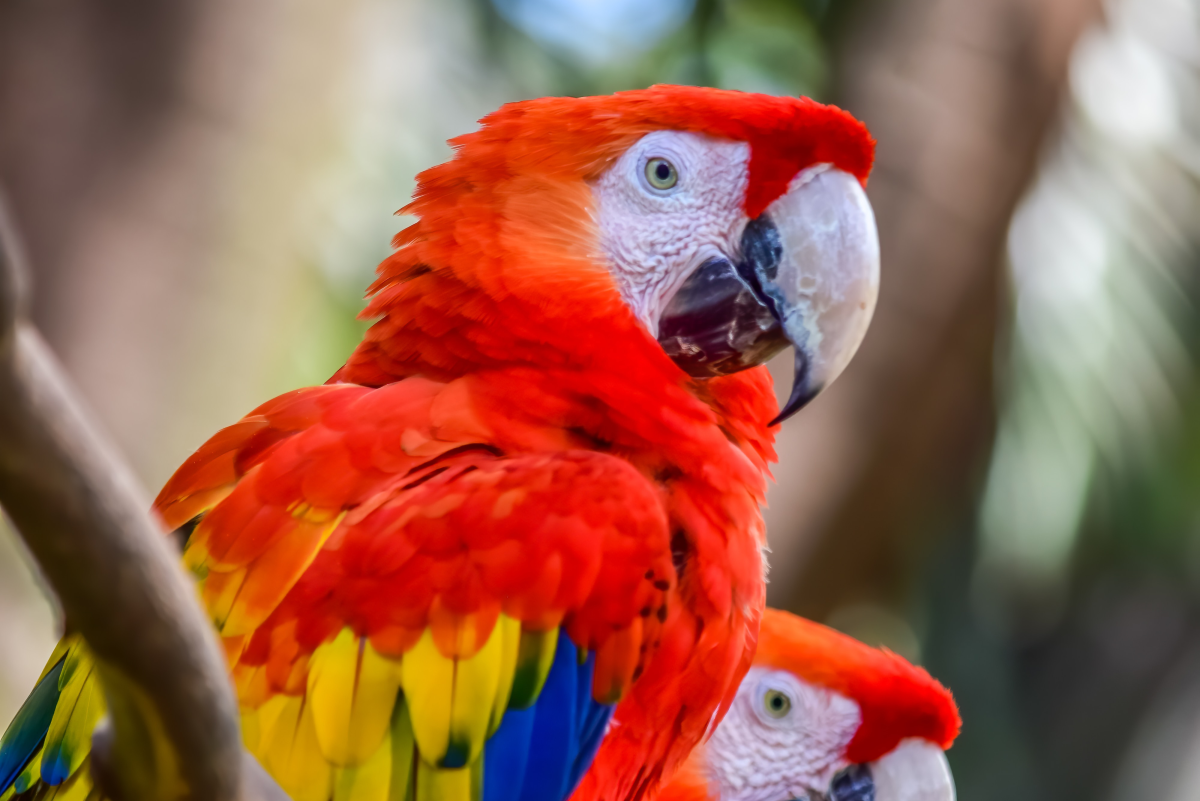 Our rescue macaw, Jericho!