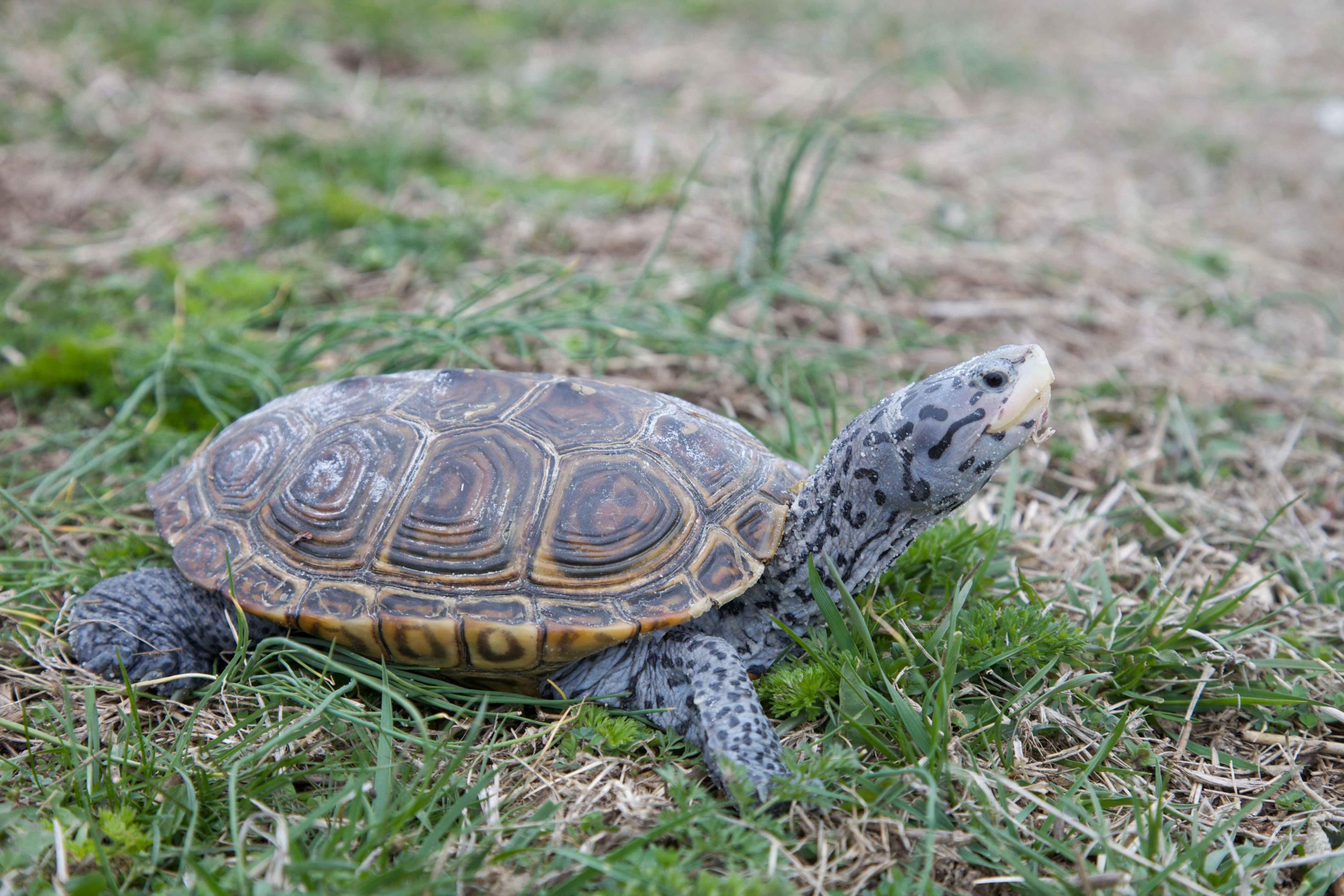 turtle